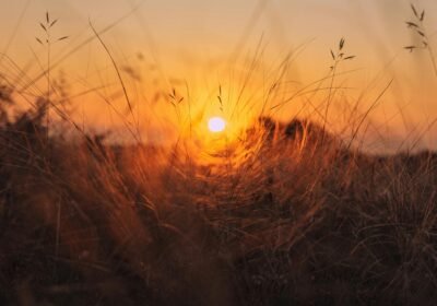 pexels-artem-korsakov-132129914-10890520