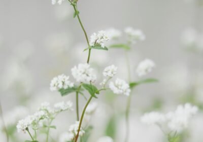 pexels-babybluecat-6843561
