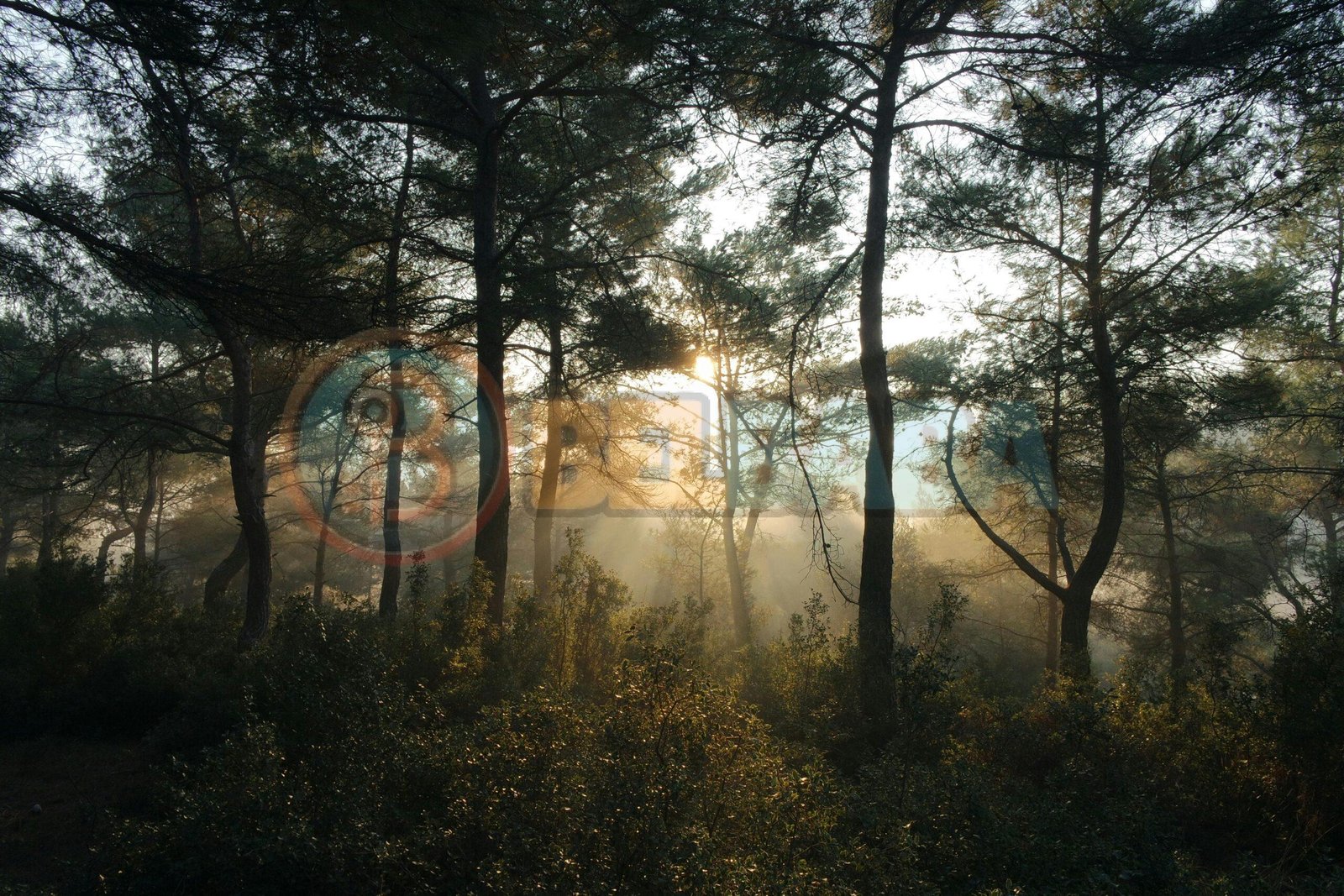 Cours d’arabe littéral pour public francophone