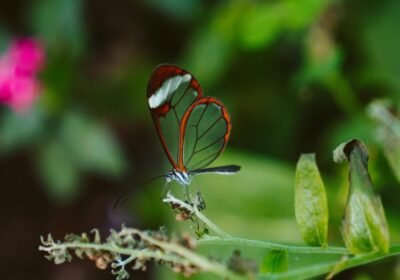 pexels-kelly-1179532-2918152