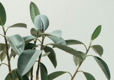 pexels-scottwebb-213727